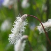 SANGUISORBA Tenuifolia Var. Alba -Garden Grace Store 10379890 295417173968592 7852410551968682483 o