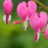 LAMPROCAPNOS Spectabilis