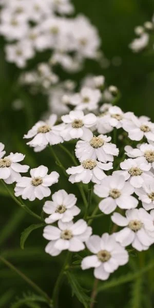 ACHILLEA 'W.B. Childs' 3 ACHILLEA 'W.B. Childs'