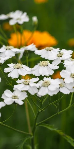 ACHILLEA 'W.B. Childs' 4 ACHILLEA 'W.B. Childs' - Image 2