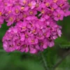 ACHILLEA 'Apfelblute' (Galaxy Series) -Garden Grace Store 20170126154736