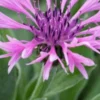 CENTAUREA Montana 'Joyce' -Garden Grace Store 20170126175350