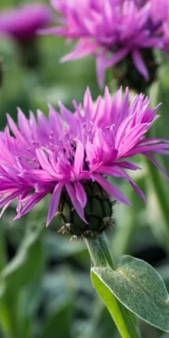 CENTAUREA Montana 'Joyce' -Garden Grace Store 20170126175449
