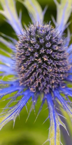 ERYNGIUM X Zabelii 'Neptune's Gold' PBR -Garden Grace Store 20170126180725