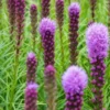 LIATRIS Spicata 'Kobold' -Garden Grace Store 20170126192447