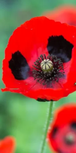 PAPAVER Commutatum (Ladybird Poppy) -Garden Grace Store 20170126200038