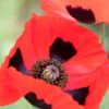 PAPAVER Commutatum (Ladybird Poppy) -Garden Grace Store 20170126200233