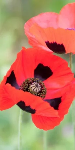 PAPAVER Commutatum (Ladybird Poppy)