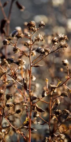 Garden Grace Store -Garden Grace Store 20170126202024