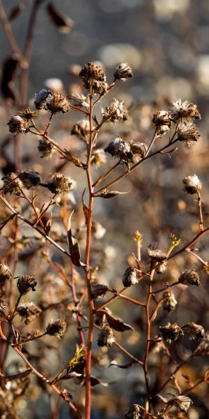 SYMPHYOTRICHUM 'Little Carlow' (cordifolius Hybrid) 4 SYMPHYOTRICHUM 'Little Carlow' (cordifolius Hybrid) - Image 2