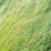 STIPA Tenuissima -Garden Grace Store 20170126203607