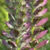 ACANTHUS Spinosus 2 ACANTHUS Spinosus -Garden Grace Store acanthus spinosus