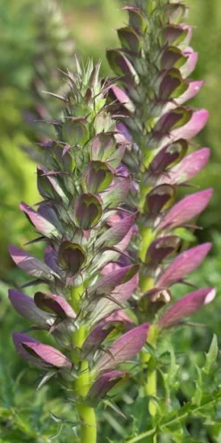 ACANTHUS Spinosus