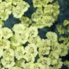 ACHILLEA 'Anthea' PBR -Garden Grace Store achillea anthea