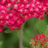 ACHILLEA 'Fanal' -Garden Grace Store achillea fanal 6160900