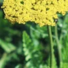 ACHILLEA Filipendulina 'Cloth Of Gold' -Garden Grace Store achillea filipendula cloth of gold 2
