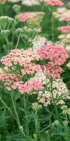 ACHILLEA 'Lachsschonheit' (Galaxy Series) -Garden Grace Store achillea lachsschonheit 8031151