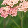ACHILLEA 'Lachsschonheit' (Galaxy Series) -Garden Grace Store achillea lachsschonheit galaxy series 6160935
