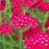 ACHILLEA Millefolium 'Pomegranate' (Tutti Frutti Series) -Garden Grace Store achillea millefolium pomegranate tutti frutti series 8131055 2