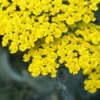 ACHILLEA 'Moonshine'
