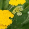 ACHILLEA 'Sunbeam' -Garden Grace Store achillea sunbeam 6140053