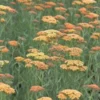 ACHILLEA 'Terracotta' -Garden Grace Store achillea terracotta 1 2
