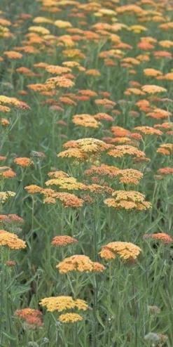 ACHILLEA 'Terracotta'