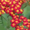 ACHILLEA 'Walther Funcke' 2 ACHILLEA 'Walther Funcke' -Garden Grace Store achillea walther funcke 6260805