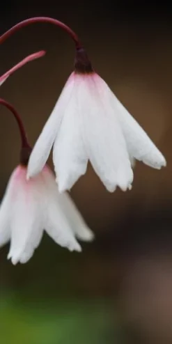 ACIS Autumnalis 5 ACIS Autumnalis -Garden Grace Store acis autumnalis 8070223 2