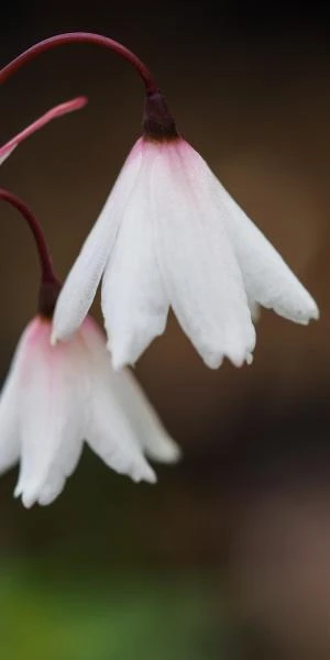 ACIS Autumnalis 4 ACIS Autumnalis - Image 2