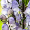 ACONITUM 'Stainless Steel' -Garden Grace Store aconitum stainless steel