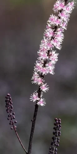 ACTAEA Simplex 'Pink Spike' 7 ACTAEA Simplex 'Pink Spike' -Garden Grace Store actaea pink spike square web