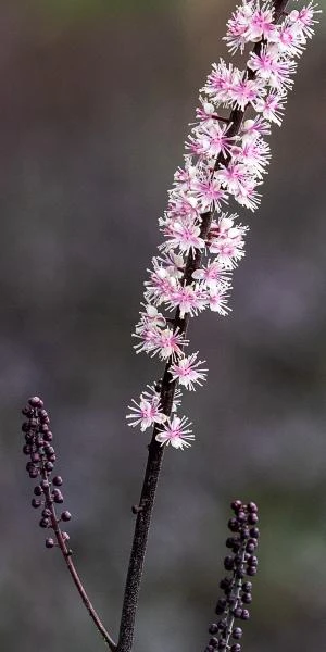 ACTAEA Simplex 'Pink Spike' 5 ACTAEA Simplex 'Pink Spike' - Image 3