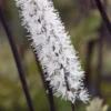 ACTAEA Simplex Atropurpurea Group