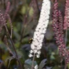 ACTAEA Simplex (Atropurpurea Group) 'Brunette' -Garden Grace Store actaea simplex atropurpurea group brunette 9161534