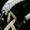ACTAEA Matsumurae 'White Pearl' -Garden Grace Store actaea white pearl 150266