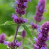 AGASTACHE 'Blue Boa' PBR 1 AGASTACHE 'Blue Boa' PBR -Garden Grace Store agastache blue boa 6160888 2