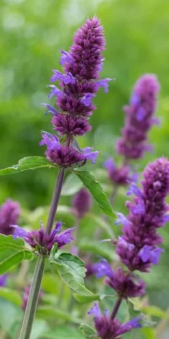 AGASTACHE 'Blue Boa' PBR