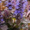 AJUGA Reptans 'Braunherz' -Garden Grace Store ajuga reptans braunherz 4131442