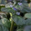 AJUGA Reptans 'Catlin's Giant' -Garden Grace Store ajuga reptans catlin s giant 6190039