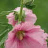 ALCEA Ficifolia Rosea -Garden Grace Store alcea ficifolia rosea 6120019
