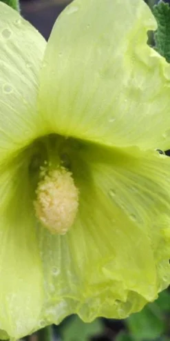 ALCEA Rugosa