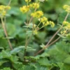 ALCHEMILLA Erythropoda -Garden Grace Store alchemilla erythropoda 212628