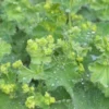 ALCHEMILLA Mollis -Garden Grace Store alchemilla mollis 053006