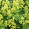 ALCHEMILLA Venosa -Garden Grace Store alchemilla venosa 6070798