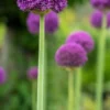 ALLIUM 'Ambassador' -Garden Grace Store allium ambassador 6010518
