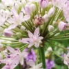 ALLIUM Canadense -Garden Grace Store allium canadense