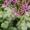 ALLIUM Cristophii -Garden Grace Store allium cristophii 5220582