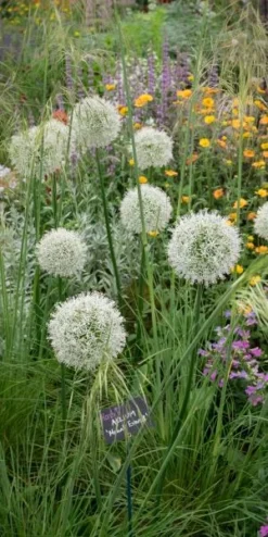 ALLIUM Stipitatum 'Mount Everest' -Garden Grace Store allium mount everest 5260660