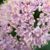 ALLIUM Senescens Subsp. Glaucum -Garden Grace Store allium senescens subsp 2